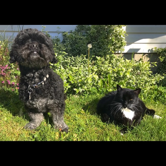 Meet your Posher, Mae - Picture 1 of 1